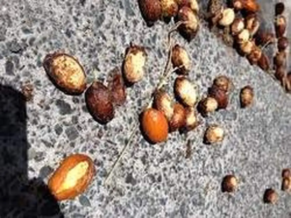 چگونه بذر گیاه خوب را تشخیص دهیم