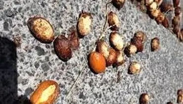 چگونه بذر گیاه خوب را تشخیص دهیم