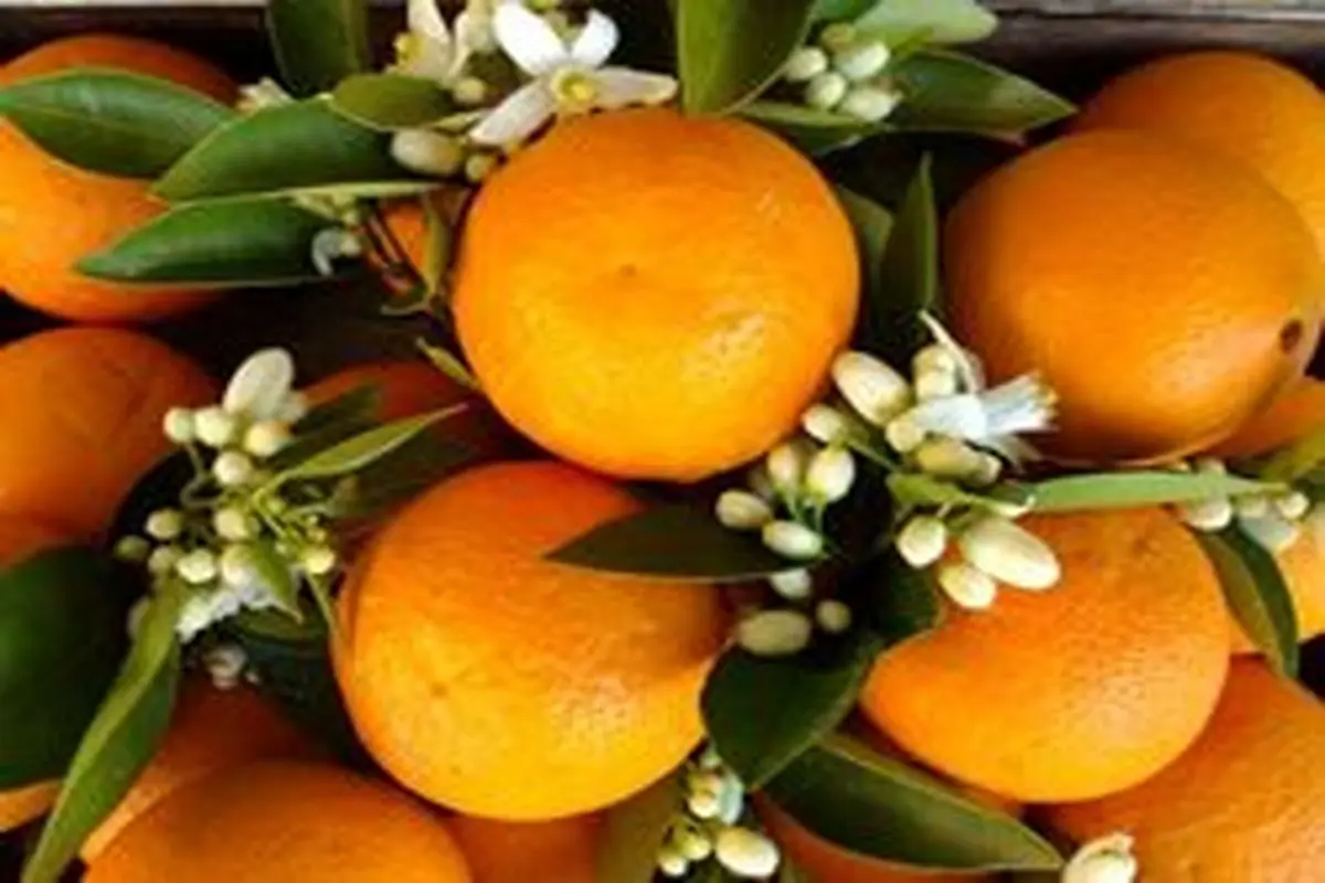 عرق بهار نارنج چه خواصی دارد؟