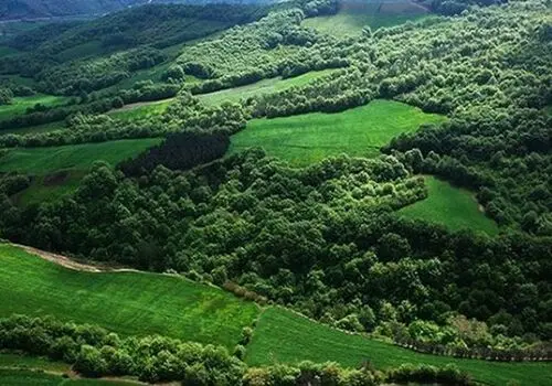 مشاهده بز موش در دیلمان؛ کانگوروی وحشی مهمان جنگل‌های شمال+فیلم
