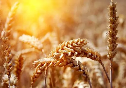 رابطه علم و دین: تعارض یا هم زیستی؟