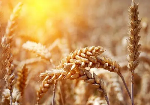 رابطه علم و دین: تعارض یا هم زیستی؟
