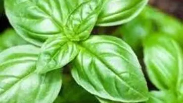 خواص بهداشتی ریحان برای بدن