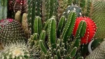 آنچه را که لازم است درباره کاکتوس‌ها بدانید
