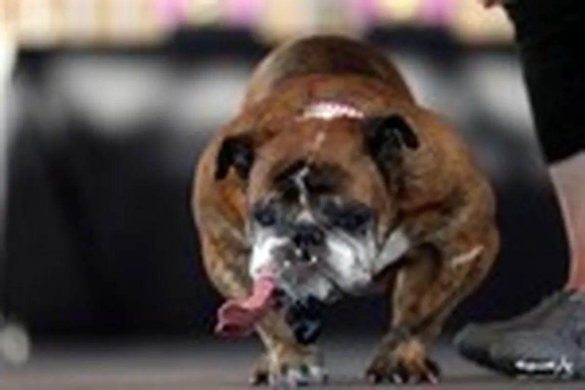 مسابقه انتخاب زشت ترین سگ جهان