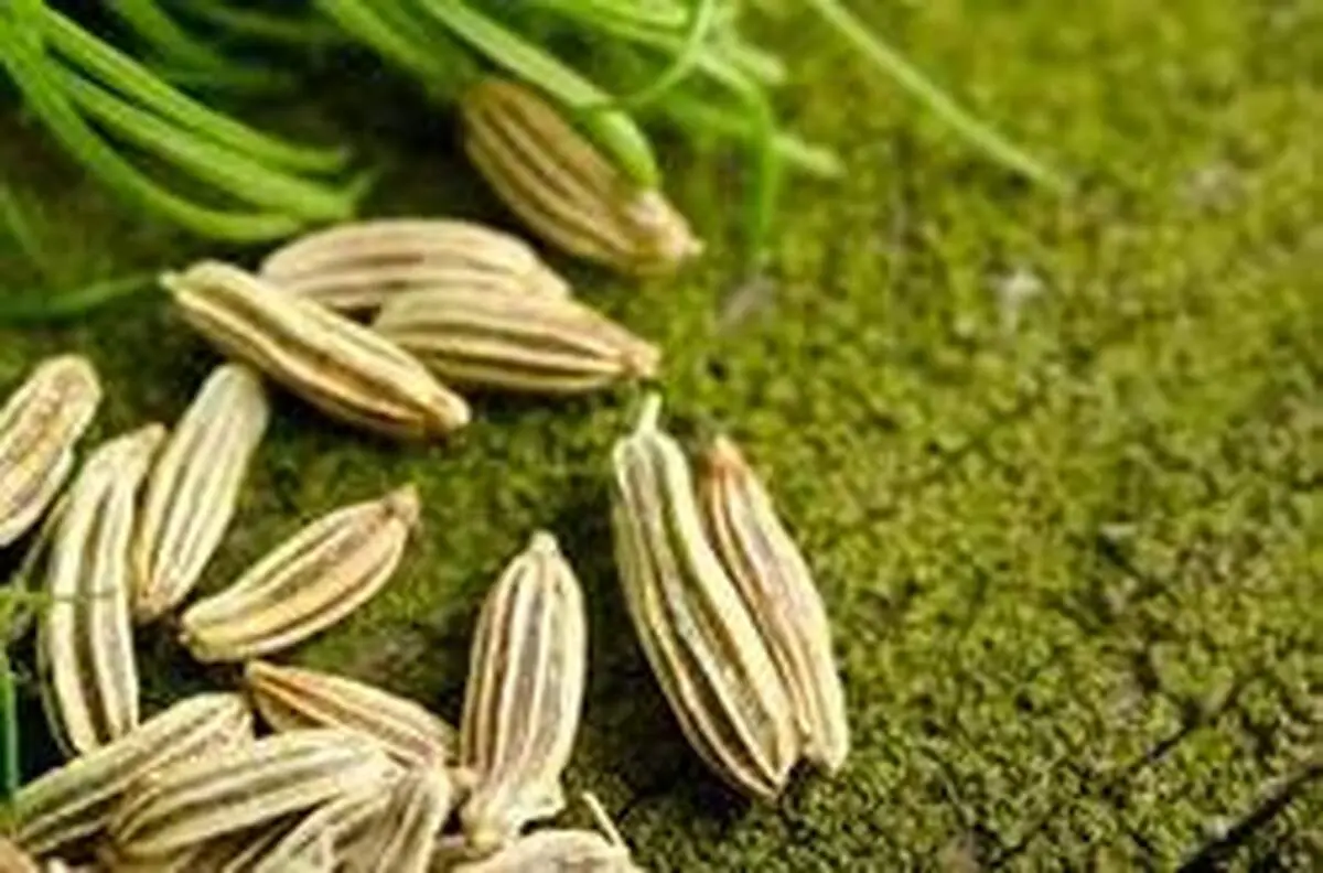 با خواص دارویی گیاه  رازیانه آشنا شوید