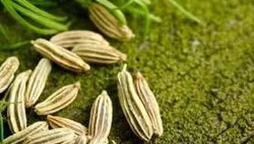 با خواص دارویی گیاه  رازیانه آشنا شوید