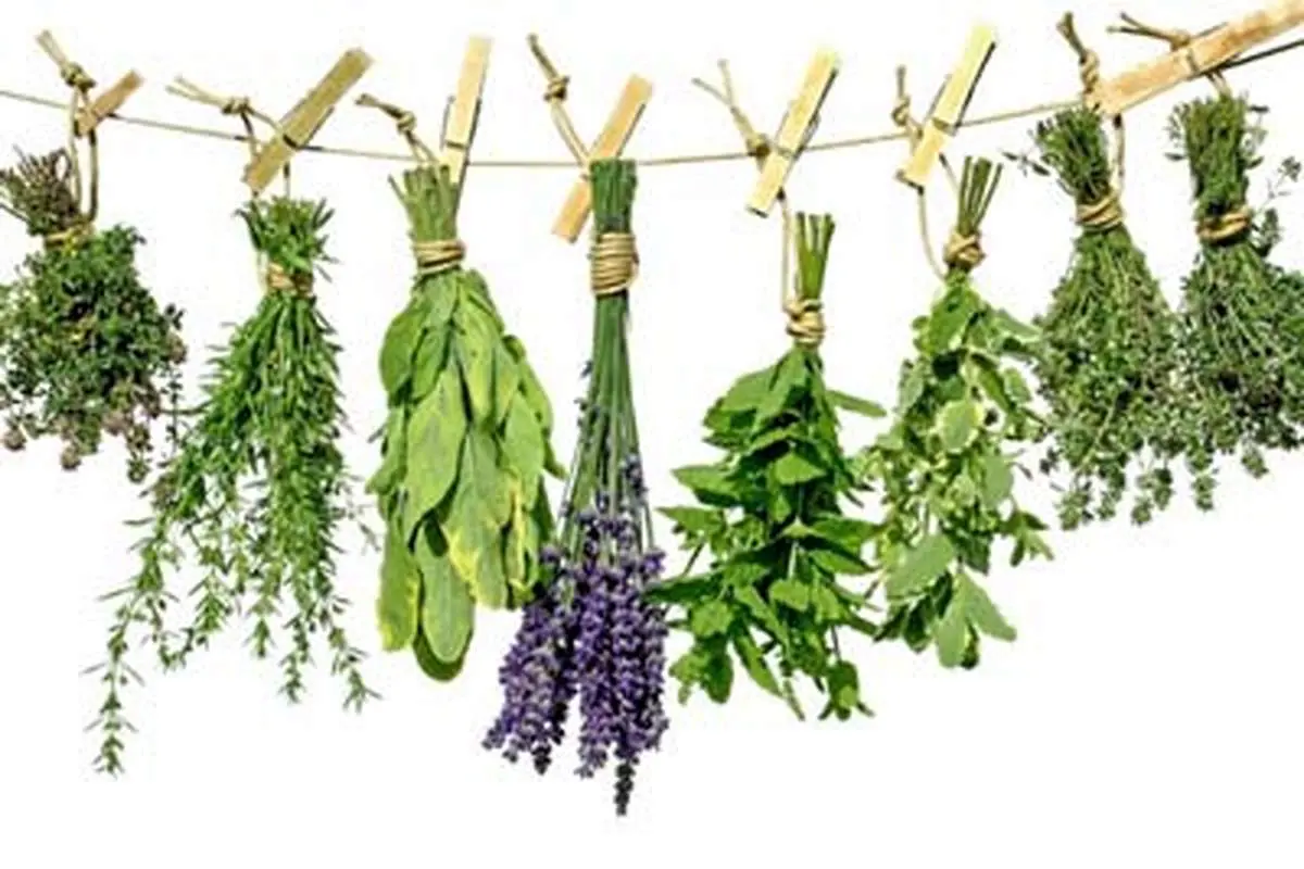 کوچک کردن سینه ها با استفاده گیاهان دارویی