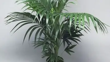 کنتیا گیاهی پرطرفدار و محبوب