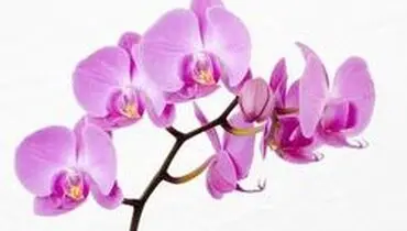 راهنمای نگهداری و پرورش گل ارکیده