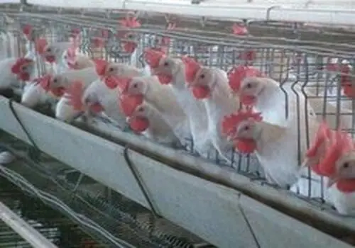 سرمربی استقلال نفر خاص تیمش را تعیین کرد