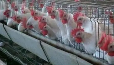 نگرانی مرغداران گنابادی در پی قطع ناگهانی برق