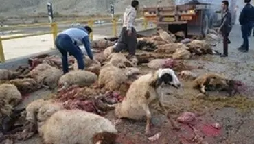 ۳۰ راس گوسفند در تصادف جاده‌ای تلف شد