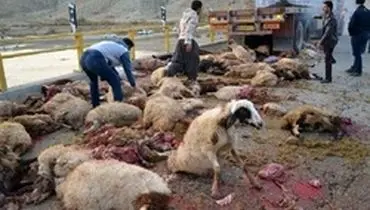 ۳۰ راس گوسفند در تصادف جاده‌ای تلف شد