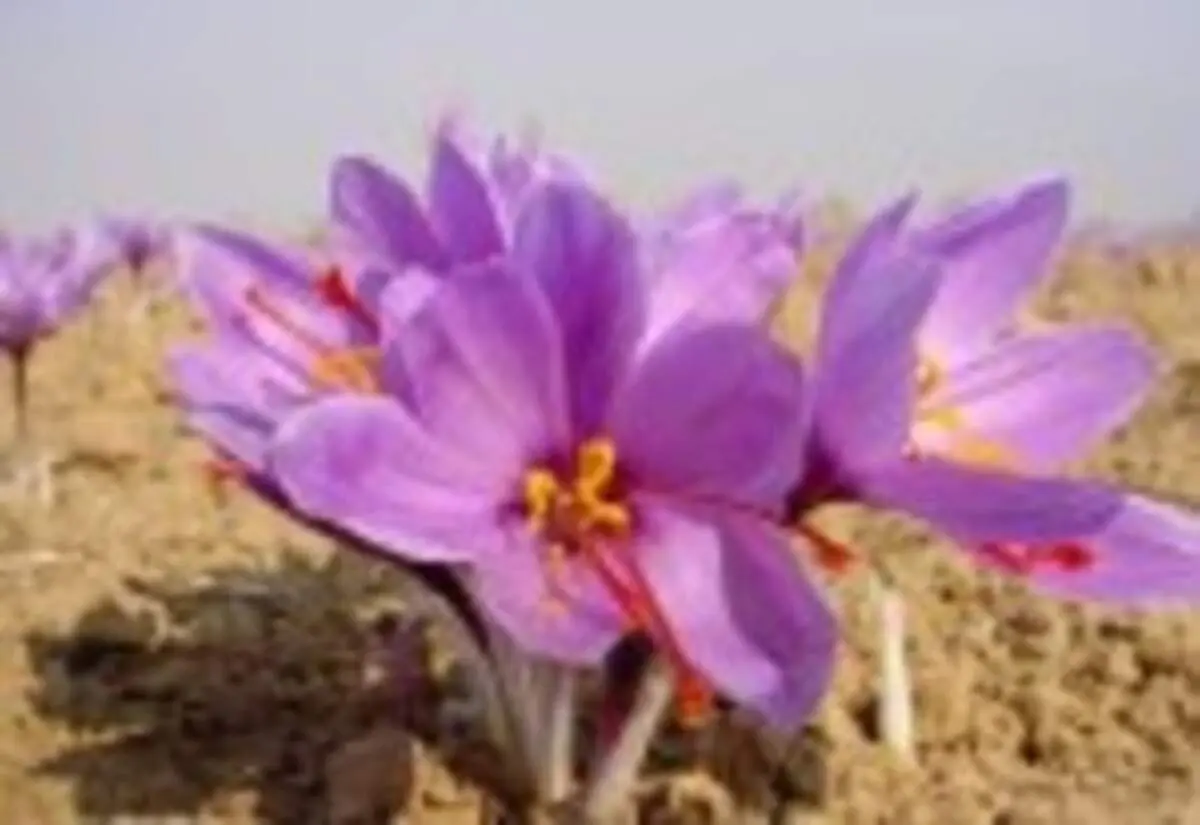 نحوه پرورش زعفران