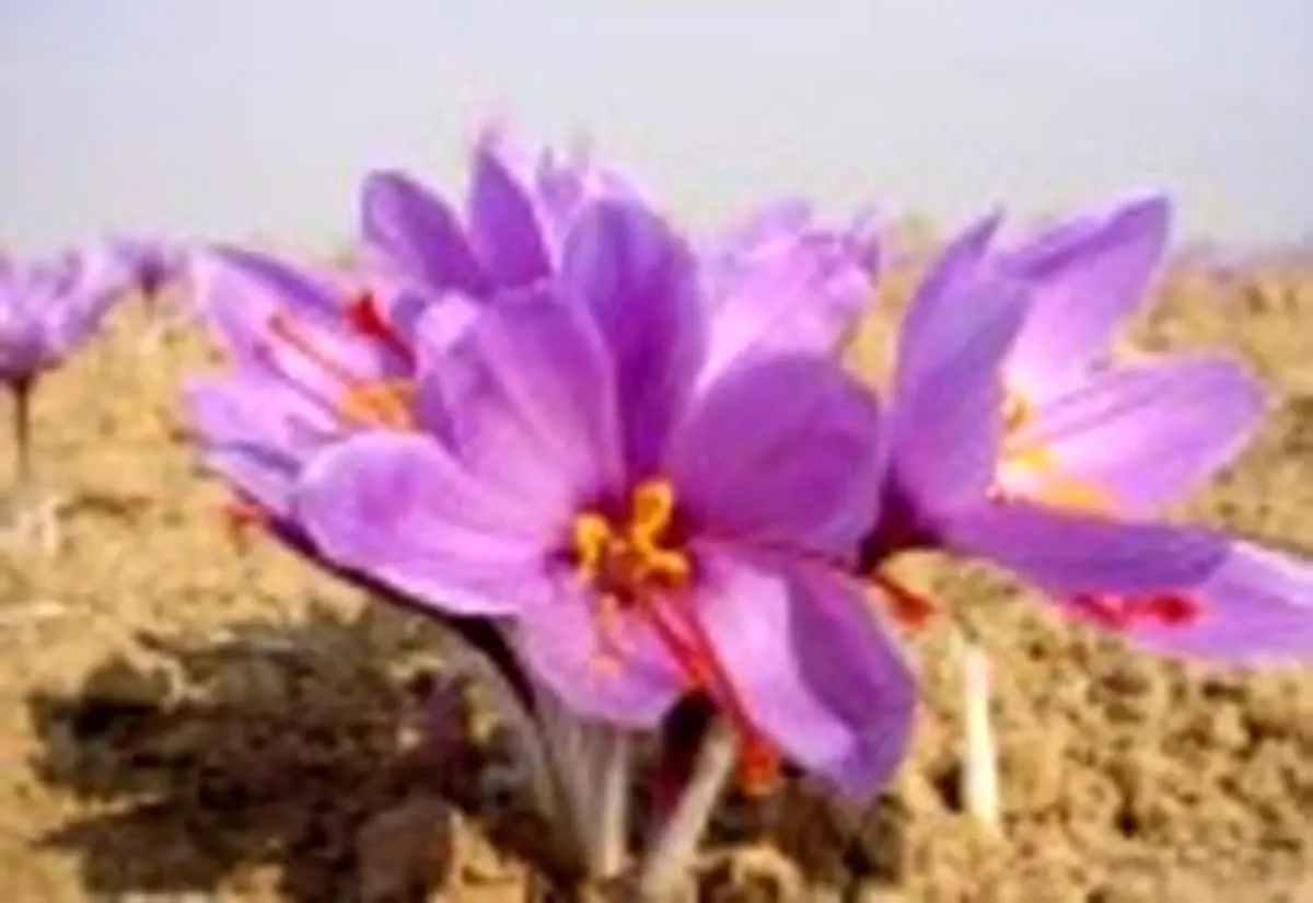 نحوه پرورش زعفران