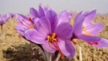 نحوه پرورش زعفران