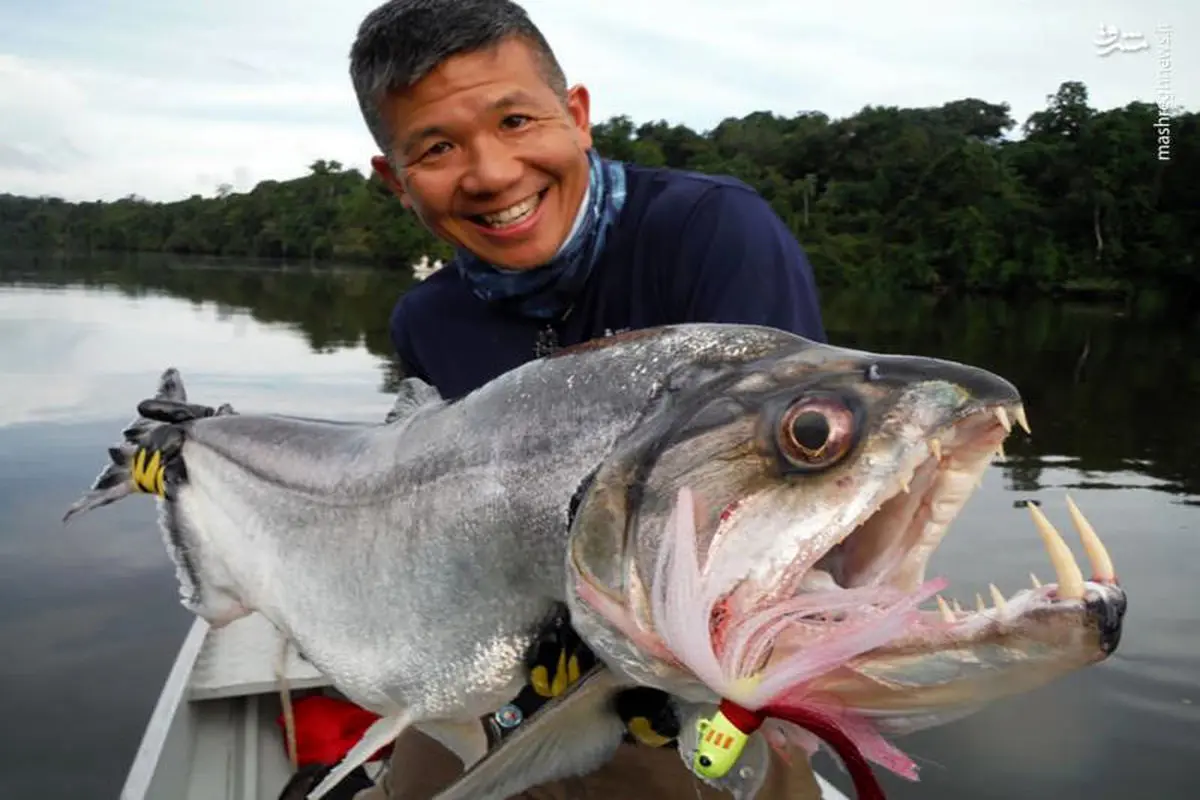 ماهی "خون آشام" برزیلی! +عکس