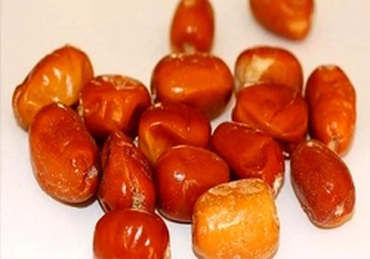 خواص شگفت انگیز«سنجد»