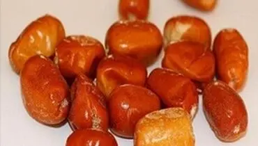 خواص شگفت انگیز«سنجد»