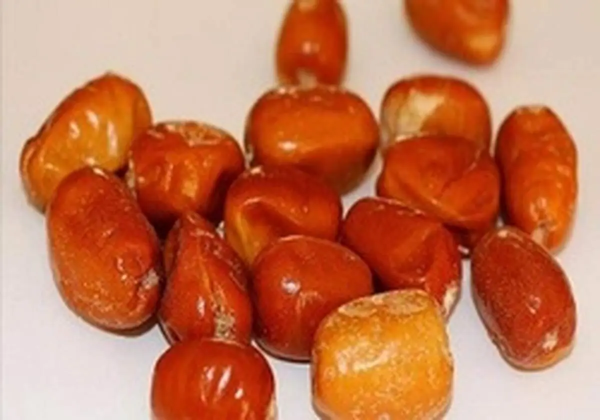 خواص شگفت انگیز«سنجد»