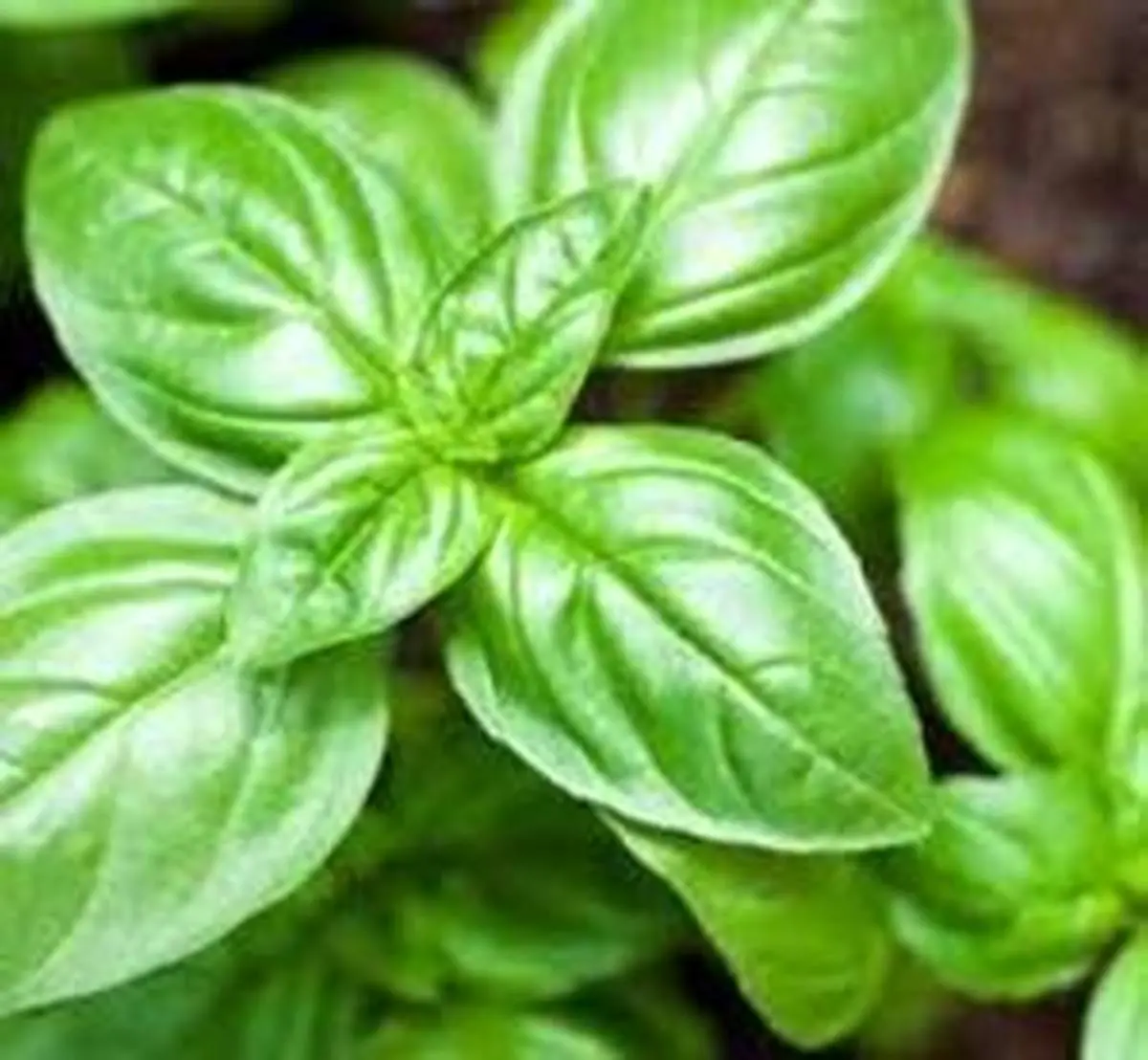 خواص تخم ریحان