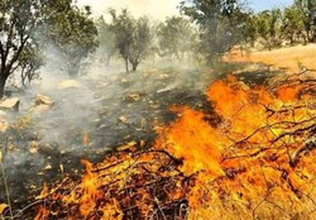 جنگل های روستای توشن در آتش سوخت