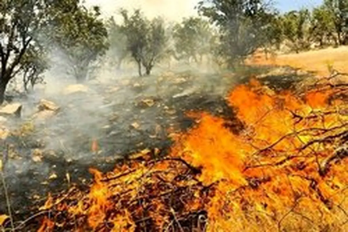 جنگل های روستای توشن در آتش سوخت