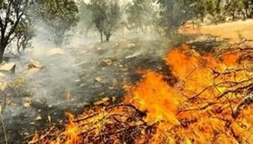 جنگل های روستای توشن در آتش سوخت