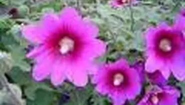نحوه صحیح پرورش گل ختمی بری