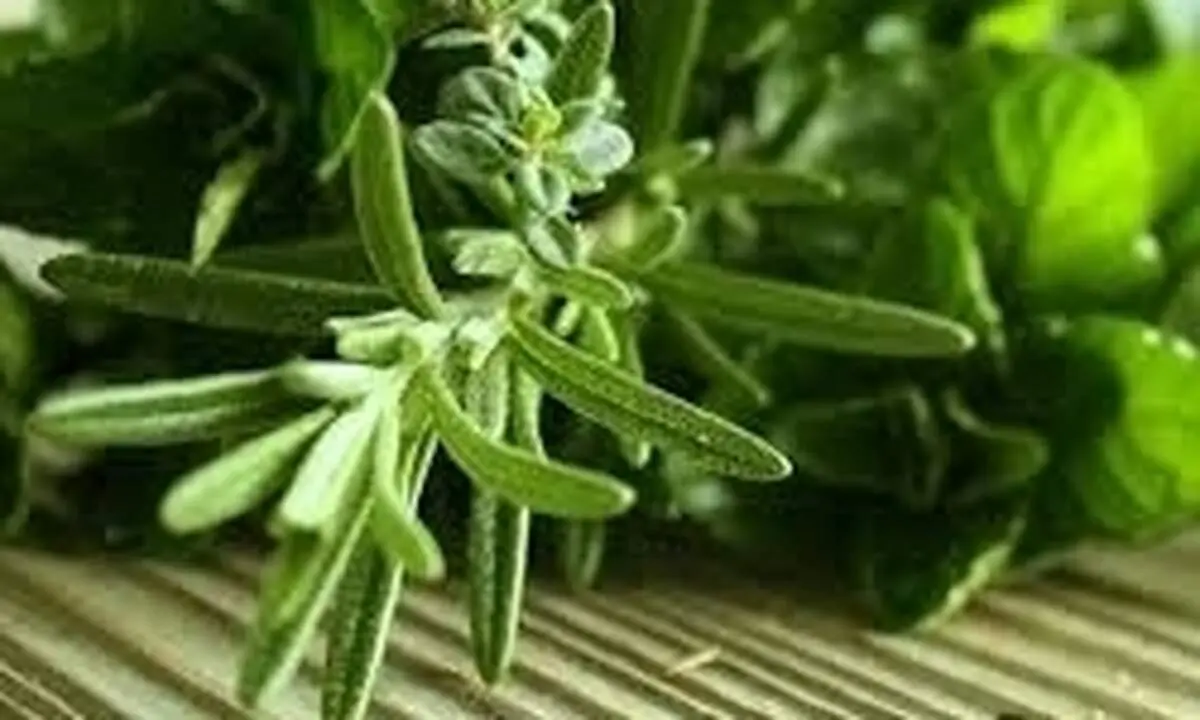 مهم ترین خواص رزماری