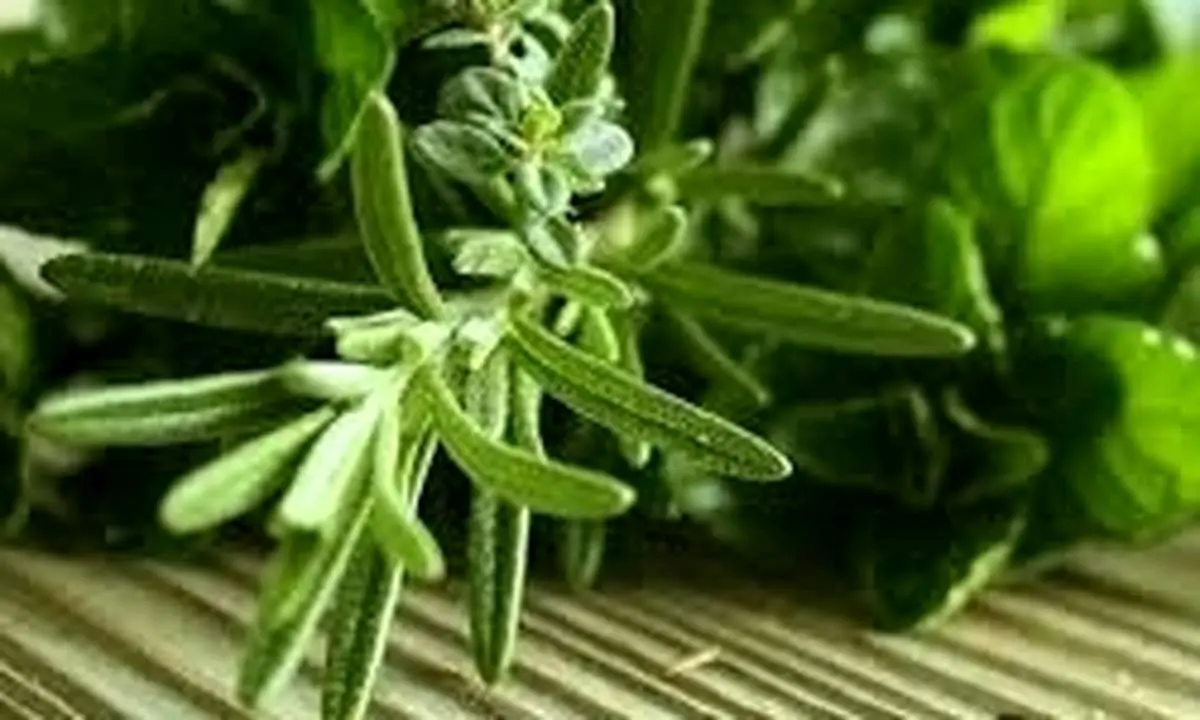 مهم ترین خواص رزماری