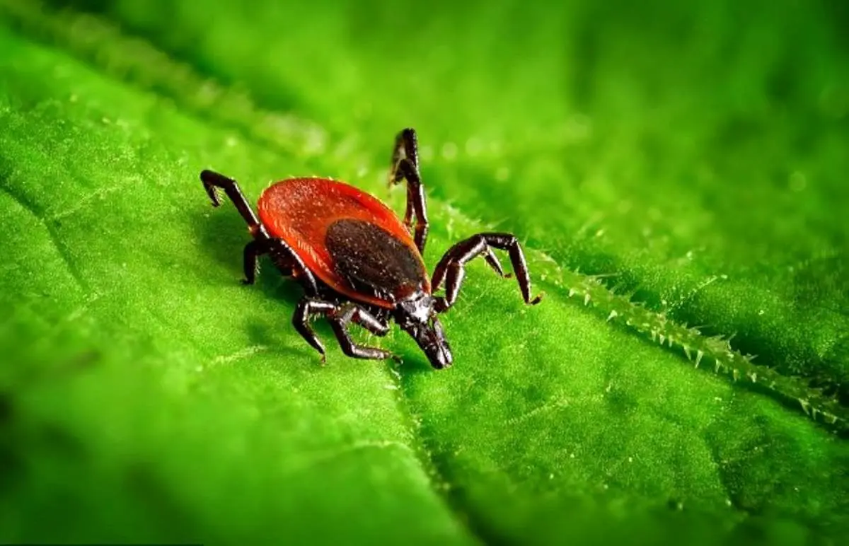 گروه های خونی A  مواظب کنه ها باشند