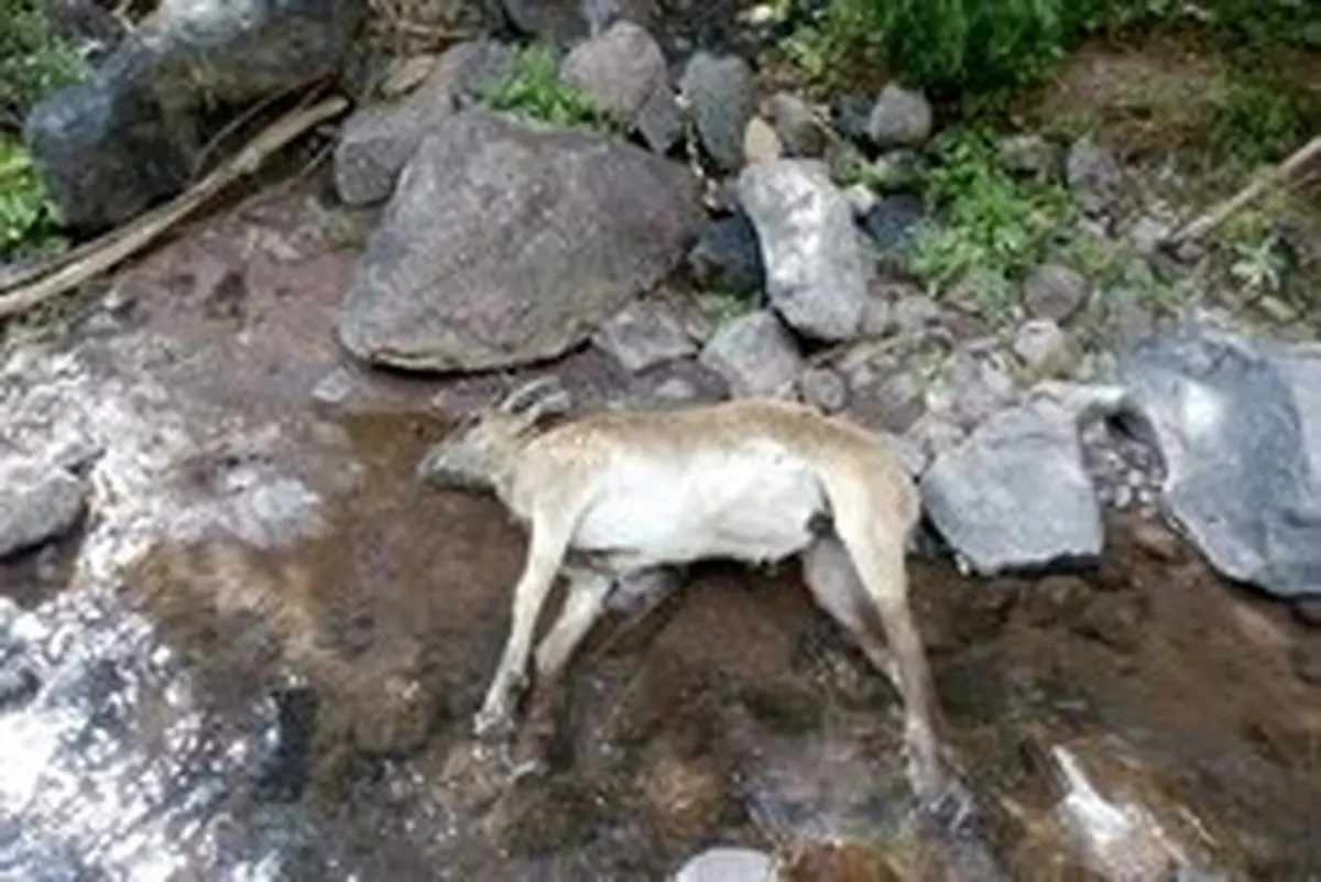 احتمال شیوع طاعون نشخوارکنندگان