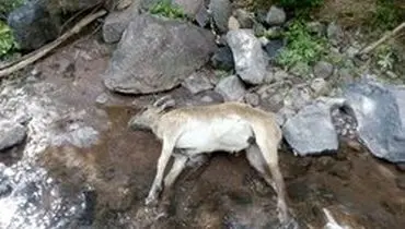 احتمال شیوع طاعون نشخوارکنندگان