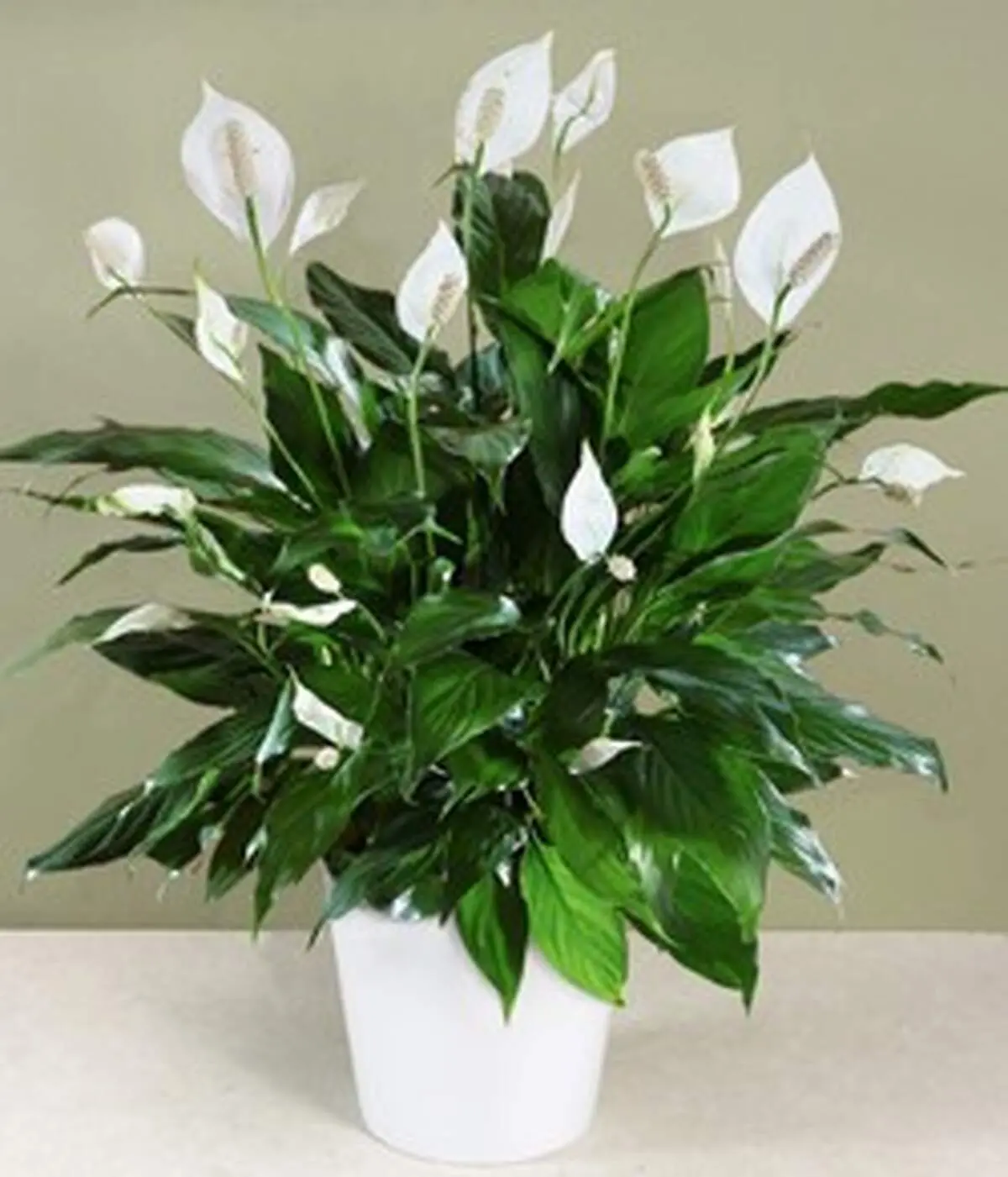 نحوه نگهداری از گیاه اسپاتی فیلوم