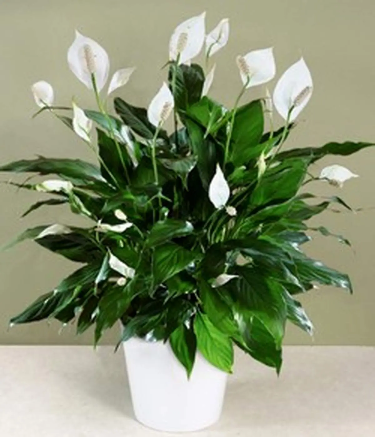 نحوه نگهداری از گیاه اسپاتی فیلوم
