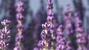 گیاهی فوق العاده برای درمان بی‌خوابی و اضطراب