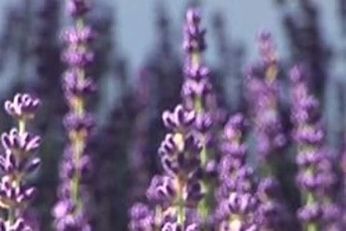گیاهی فوق العاده برای درمان بی‌خوابی و اضطراب
