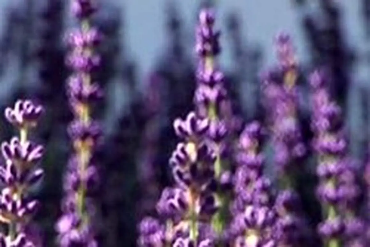 گیاهی فوق العاده برای درمان بی‌خوابی و اضطراب