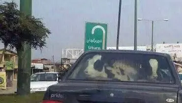 حمل گوساله با پراید! +عکس