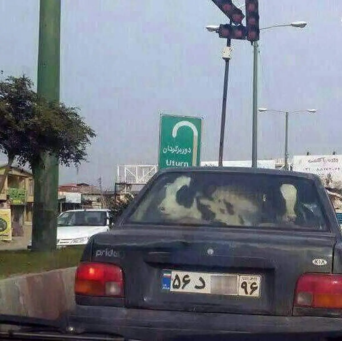 حمل گوساله با پراید! +عکس