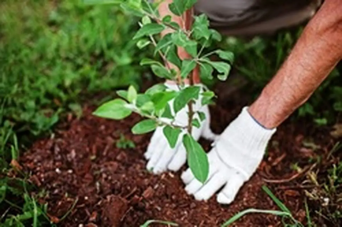 آموزش کاشت نهال