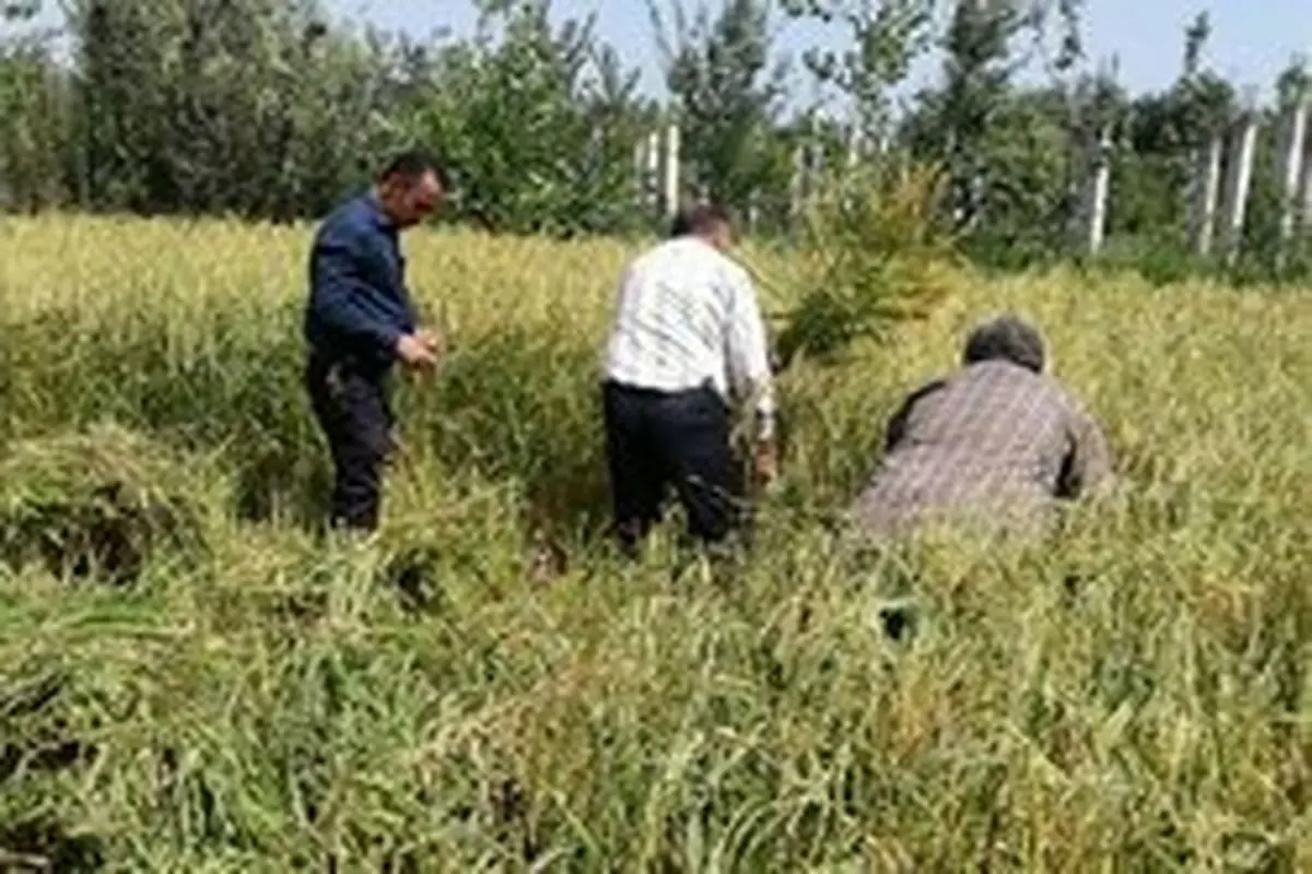 اعلام ممنوعیت کشت برنج در ۱۴ استان کشور
