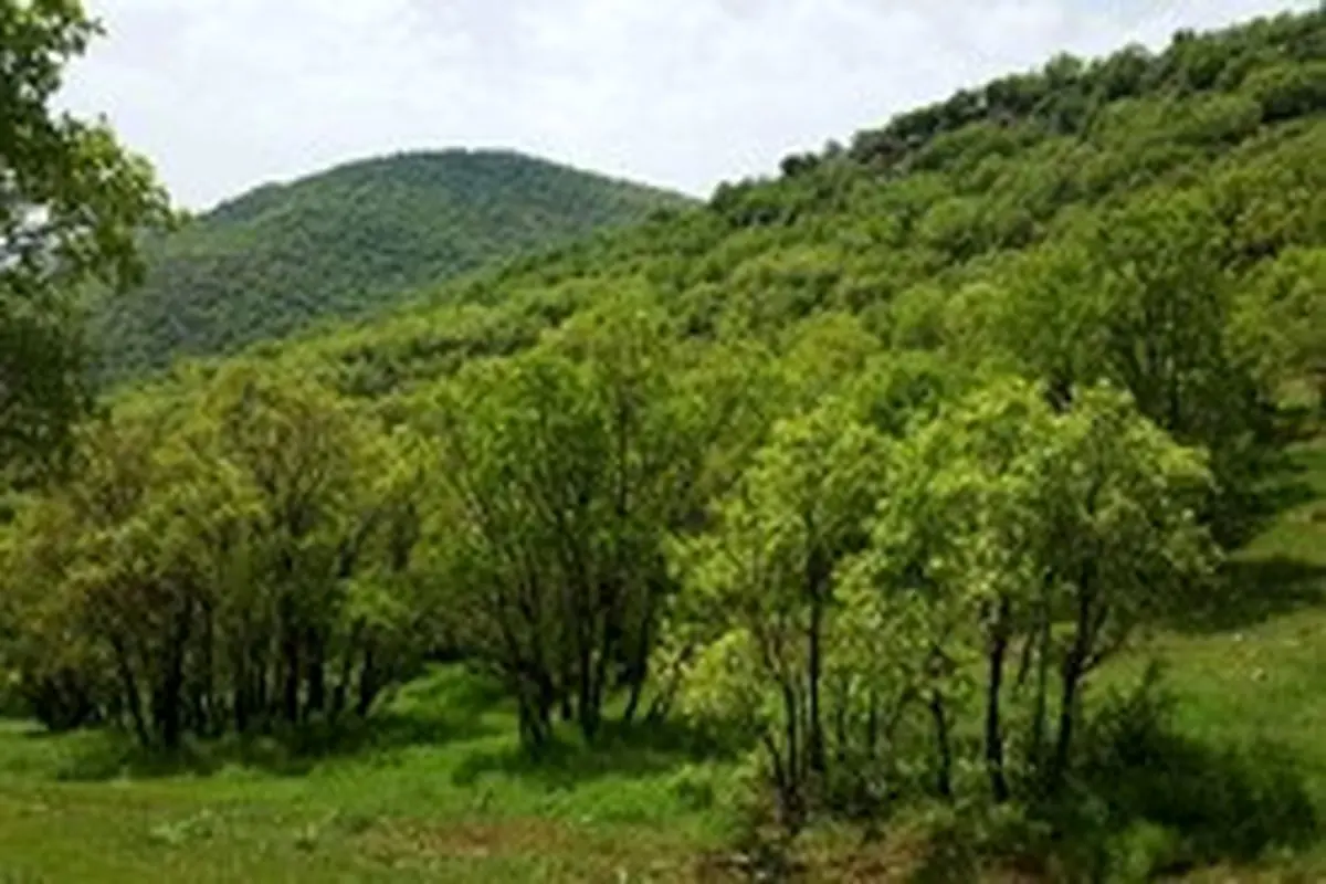 جنگل نای انگیز، بهشت استان لرستان