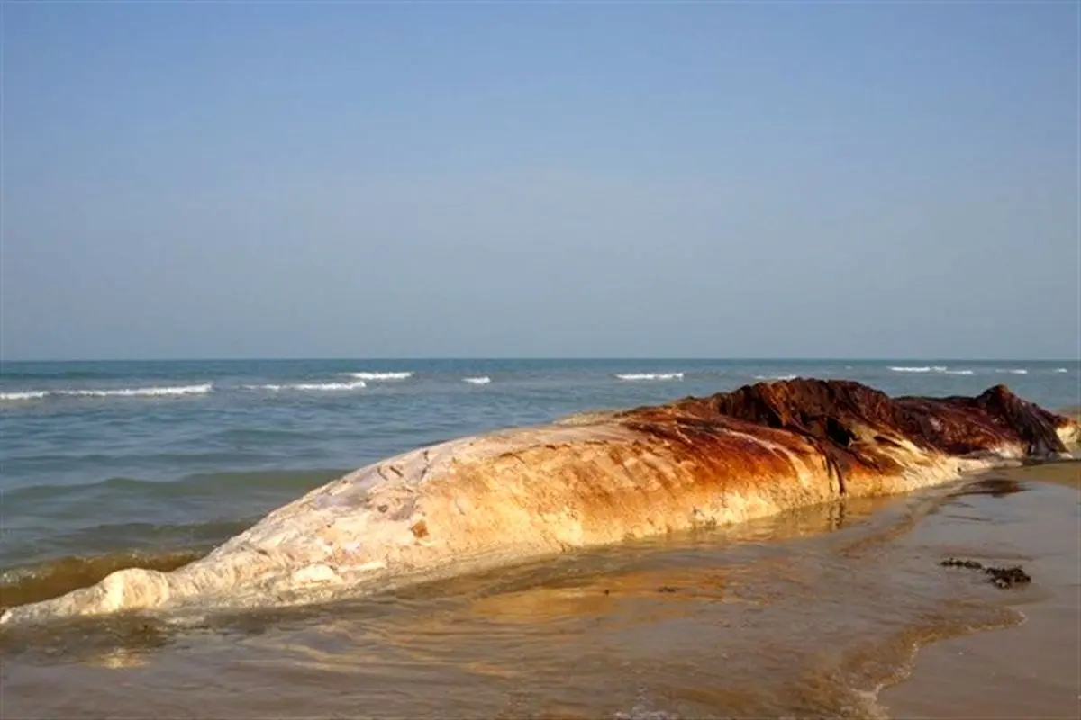 لاشه ۱۴ متری یک نهنگ در بندر دیر+عکس