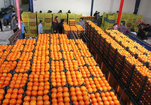 آخرین اخبار از افزایش قیمت میوه شب عید