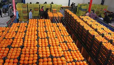 آغاز برنامه ریزی برای تامین بازار میوه شب عید
