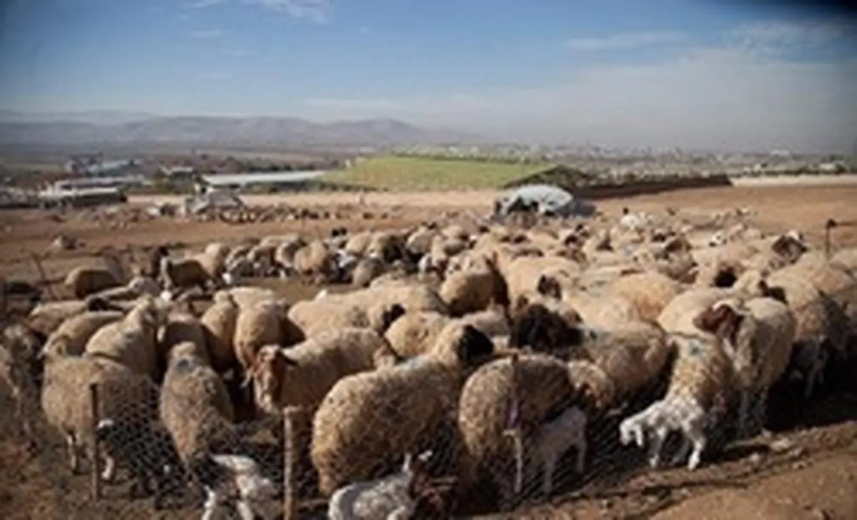 ۱۱۰ راس گوسفند قاچاق در «سروآباد» کشف شد