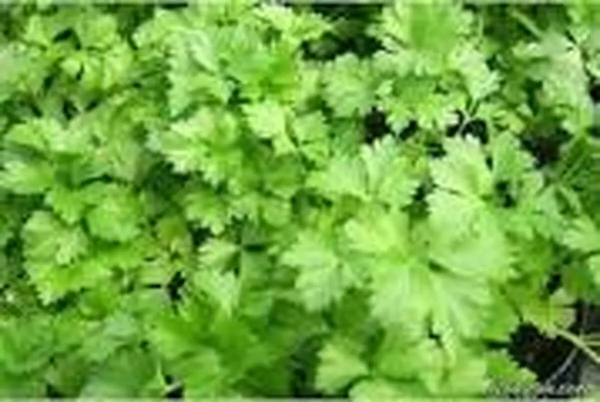 با خواص بی نظیر گشنیز آشنا شوید